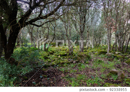 In the Parco della Giara nature reserve on the island of Sardinia 92338955