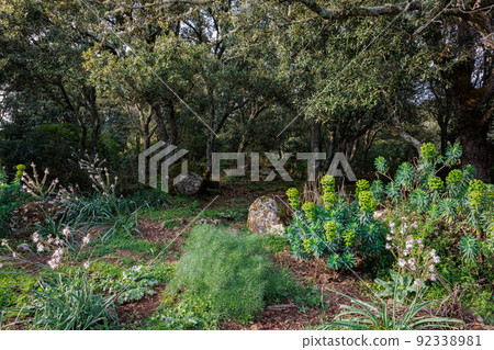 In the Parco della Giara nature reserve on the island of Sardinia 92338981