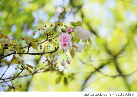 Prunus verecunda flowers 92339329