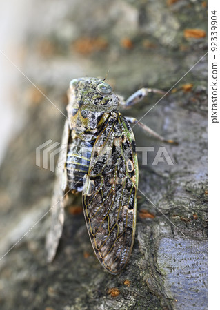 好玩具 好玩具 92339904