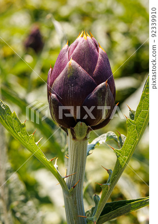 Artichoke field on the island of Sardinia Artichoke field on the island of Sardinia 92339910