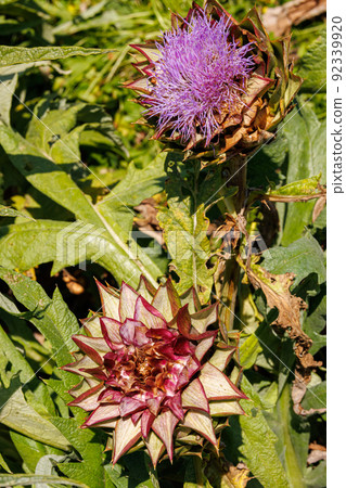 Artichoke field on the island of Sardinia Artichoke field on the island of Sardinia 92339920