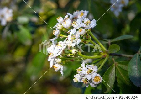 Mexican orange blossom in spring 92340324