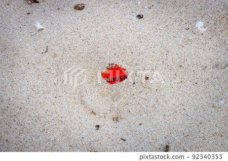 Detail of Spiaggia di Porto Tramatzu beach, Sardinia island 92340353