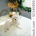 Toy Poodle Studio Image Photo 92340800
