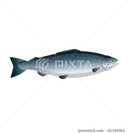salmon fish cartoon vector illustration 92340962