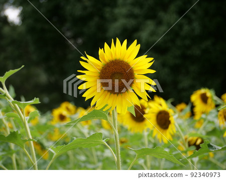 Sunflower big flower Sunflower big flower 92340973