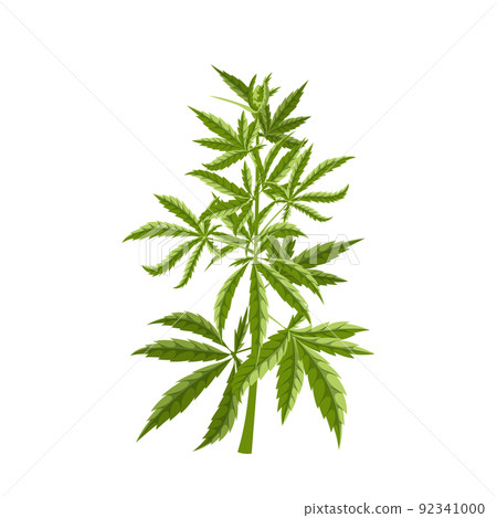 cannabis plant cartoon vector illustration - Stock Illustration [92341000]  - PIXTA