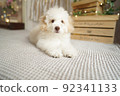 Toy Poodle Studio Image Photo 92341133