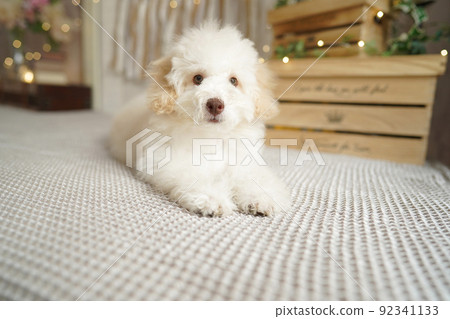 Toy Poodle Studio Image Photo 92341133