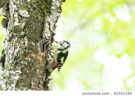 Great spotted woodpecker carrying food 92341180