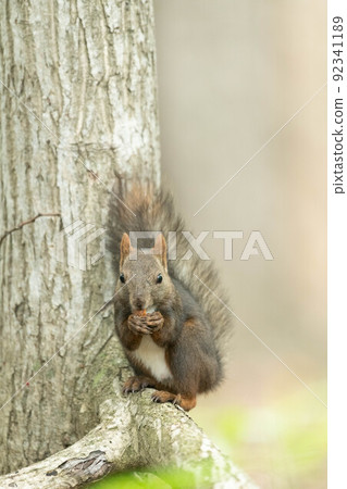 夏天頭髮的Ezolith 夏天頭髮的Ezolith 92341189