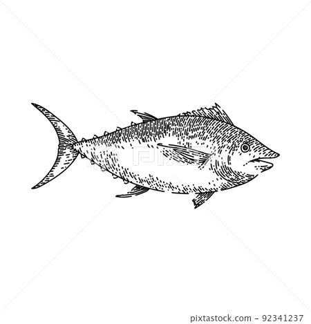 tuna fish sketch hand drawn vector 92341237