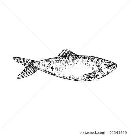 herring fish sketch hand drawn vector herring fish sketch hand drawn vector 92341239