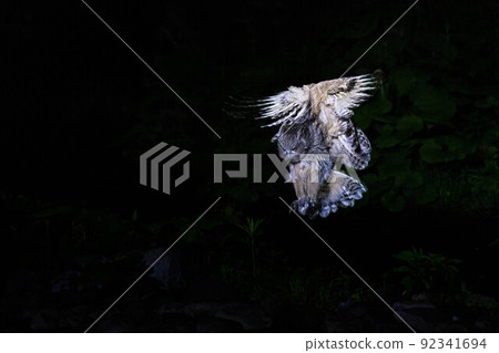 Blakiston's owl descending from the dark night 92341694