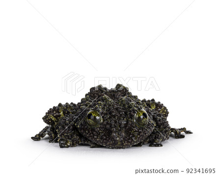 Mossy frog on white background 92341695