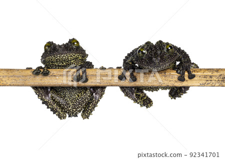 Mossy frog on white background Mossy frog on white background 92341701