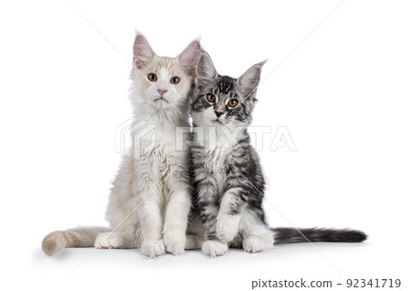 Maine Coon cat kitten on white 92341719