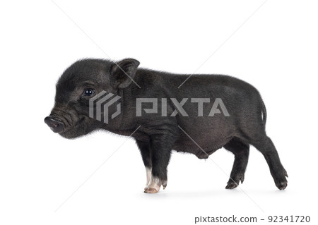 Black mini piglet on white background 92341720