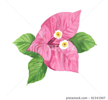 九重葛 22722pix7 九重葛 22722pix7 92341997