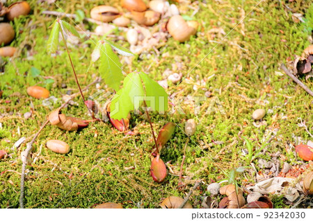 森林再生：橡子的嫩葉 92342030