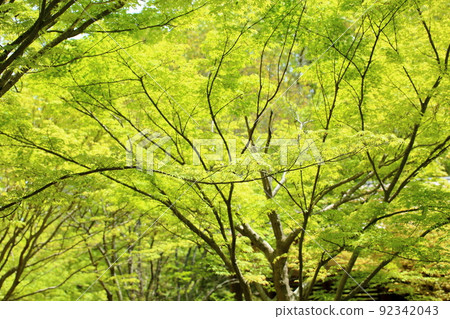 新鮮的綠色公園日本楓樹幼葉 92342043
