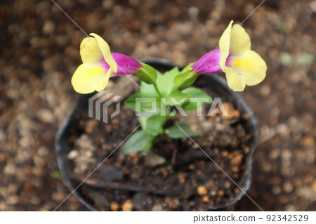 Torenia cuttings Torenia cuttings 92342529