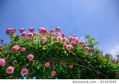 2022 spring roses 2022 spring roses 92342649