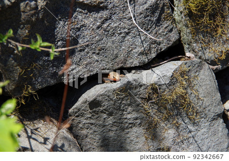 Lizards peeking from Ishigaki 92342667