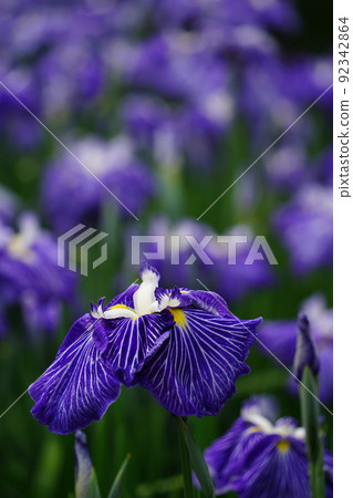 Ayame garden Ayame garden 92342864