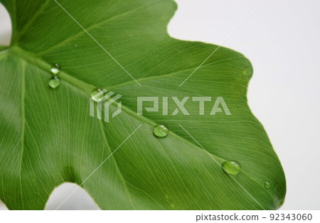Healing green foliage plant water drops background Healing green foliage plant water drops background 92343060