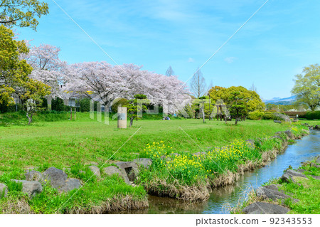 盛開的美麗櫻花“以春天的天空為背景的櫻花和溪流”秋津川公園 盛開的美麗櫻花“以春天的天空為背景的櫻花和溪流”秋津川公園 92343553