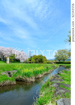 Beautiful cherry blossoms in full bloom "Sakura and stream scenery against the backdrop of the spring sky" Akitsugawa River Park Beautiful cherry blossoms in full bloom "Sakura and stream scenery against the backdrop of the spring sky" Akitsugawa River Park 92343556