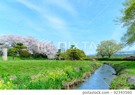 盛開的美麗櫻花“以春天的天空為背景的櫻花和溪流”秋津川公園 92343560