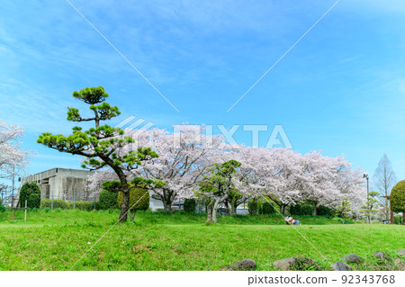 Beautiful cherry blossoms in full bloom against the backdrop of the spring sky "Akitsugawa River Park" Cherry-blossom viewing spots and tourist attractions Beautiful cherry blossoms in full bloom against the backdrop of the spring sky "Akitsugawa River Park" Cherry-blossom viewing spots and tourist attractions 92343768