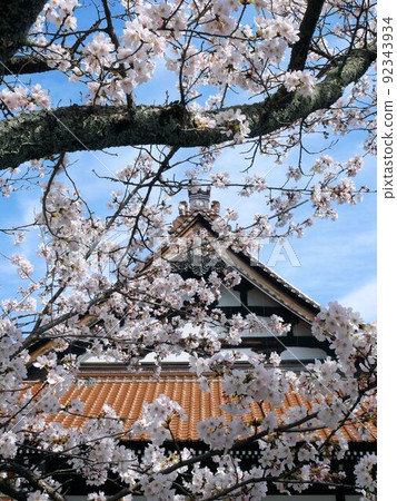 Spring in Higashihiroshima Kyozenji Temple and Sakura (Saijo Town, Hiroshima Prefecture) 92343934