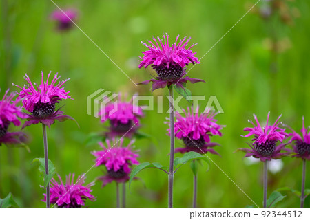 莫納爾達之花 92344512