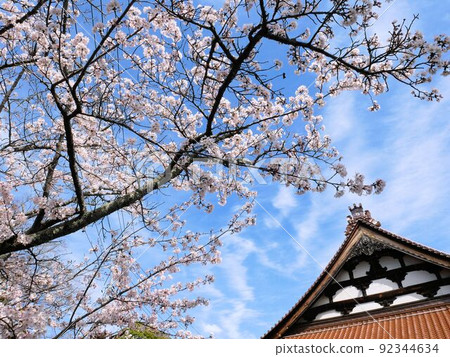 京善寺和櫻花之木（東廣島市西條町） 92344634