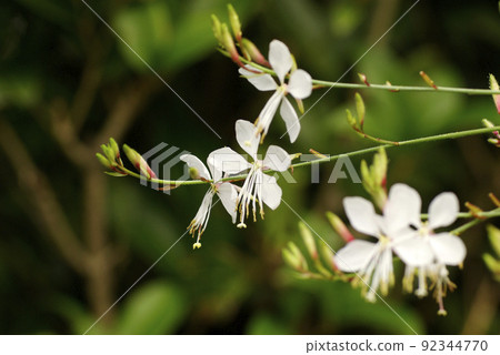 A gaura with white flowers was gracefully swaying in the wind A gaura with white flowers was gracefully swaying in the wind 92344770