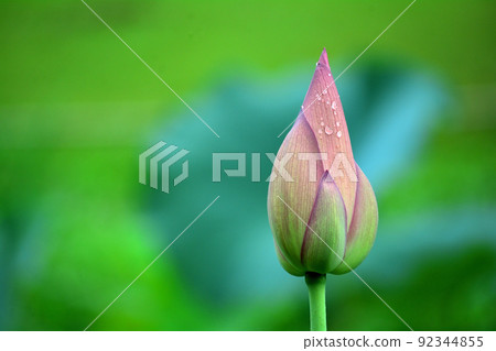 蓮花的芽 92344855