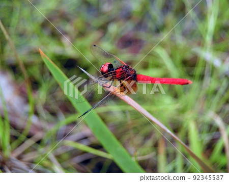 Scarlet dwarf ♂ (Daisen City Kakuzawa Marsh, 7/21) 92345587