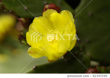 The transparent yellow flowers of Tanshiuchiwa (single spine fan) are cute 92345595