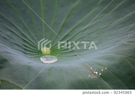 荷葉 荷葉 92345865