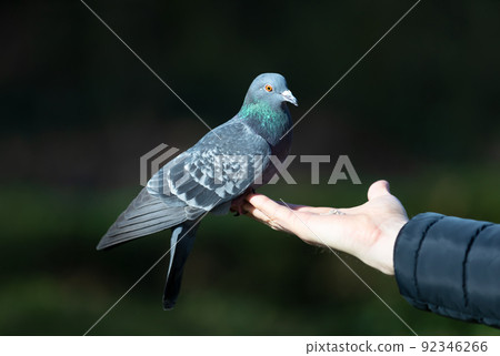 Close up of a Feral pigeon feeding from a hand in a park 92346266