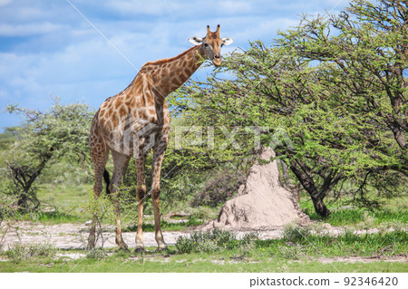 Angolan giraffe 92346420