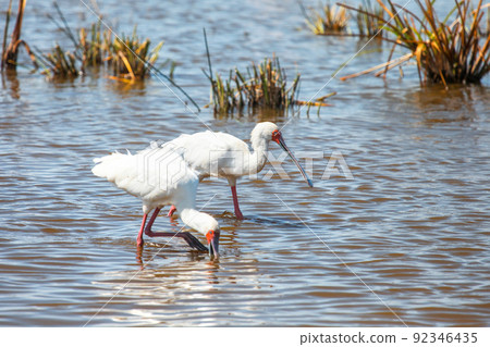 African spoonbills African spoonbills 92346435