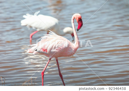 Lesser flamingo 92346438