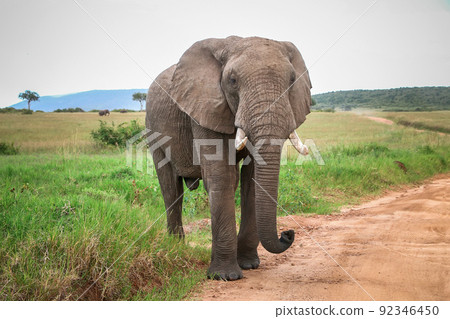 African bush elephant African bush elephant 92346450