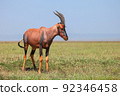Antelope topi 92346458