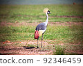 Grey crowned crane 92346459